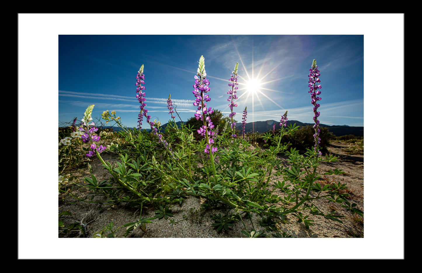 Anza Borrego Desert Bloom