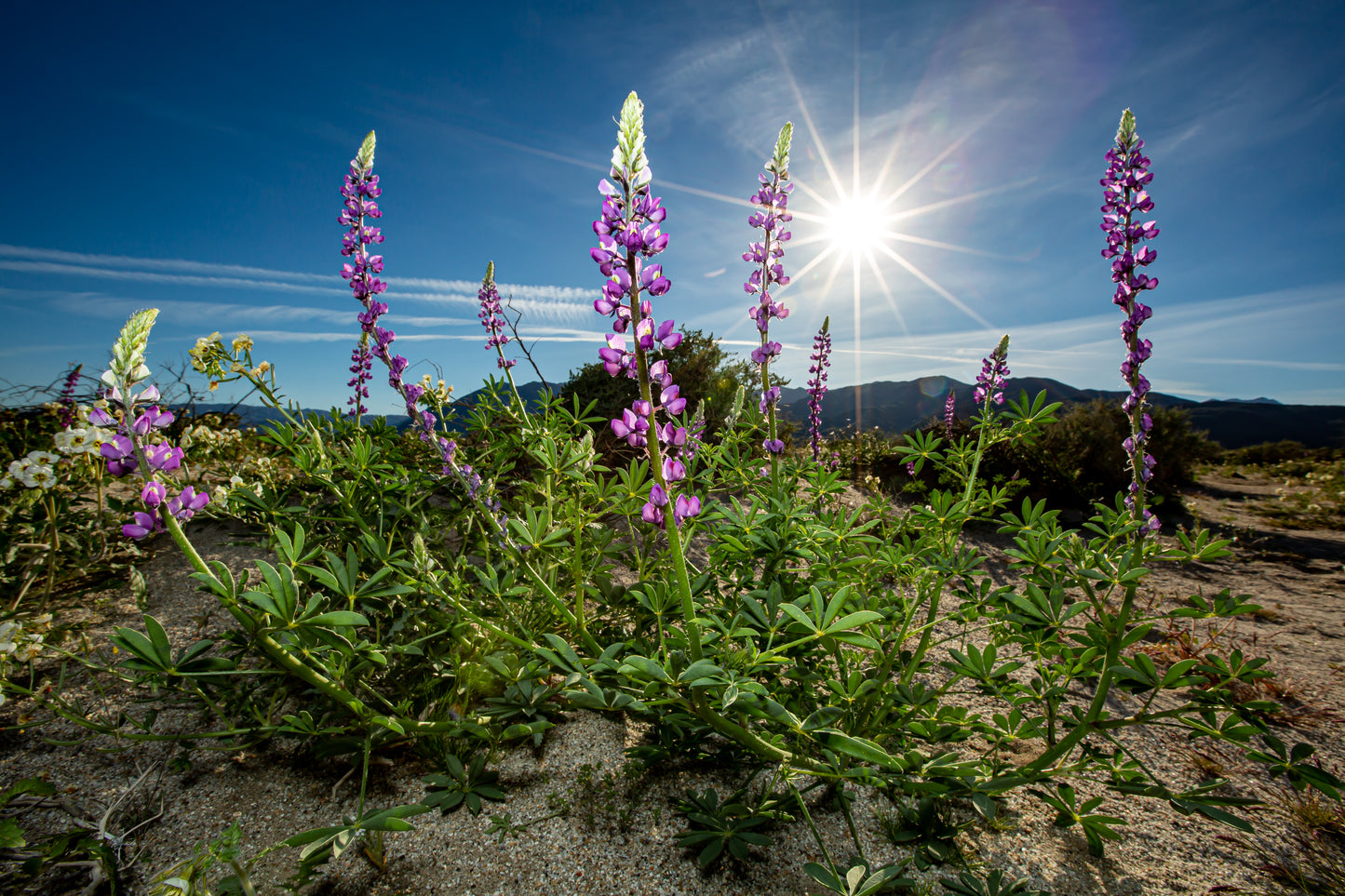 Anza Borrego Desert Bloom